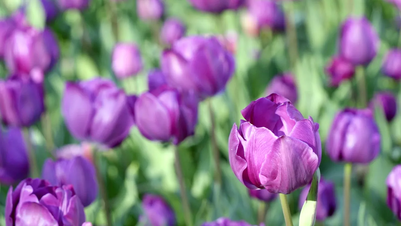 raluen Botanic Park Becomes A Sea of Colour